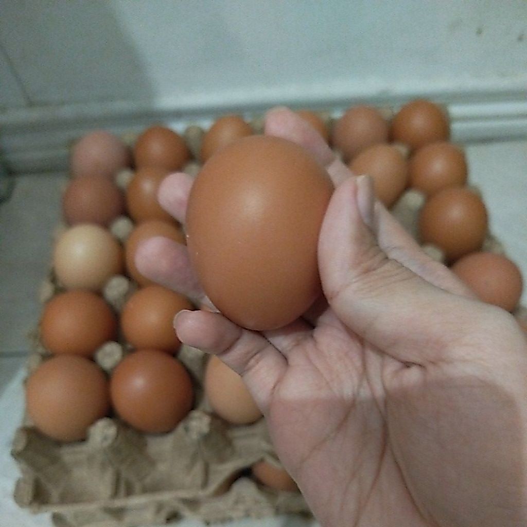 Telur ayam 8 pcs medan