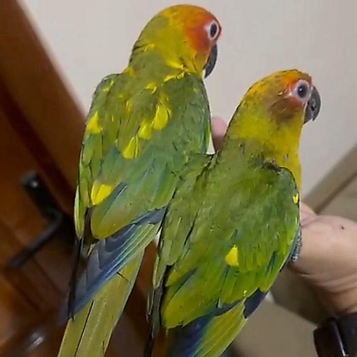 Jayus - Sepasang Sun Conure Parrot Dna