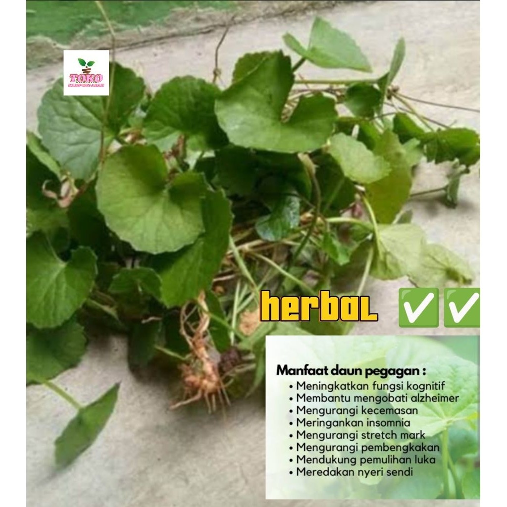 

daun pegagan segar atau antanan