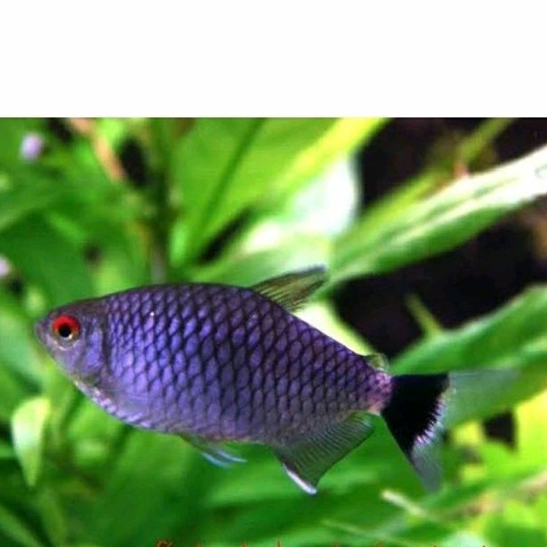 ikan hias red eye tetra ( ISI 5 ) / ikan red eye / ikan mata merah