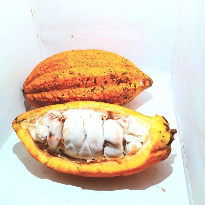 Buah kakao/Buah coklat matang 1pcs