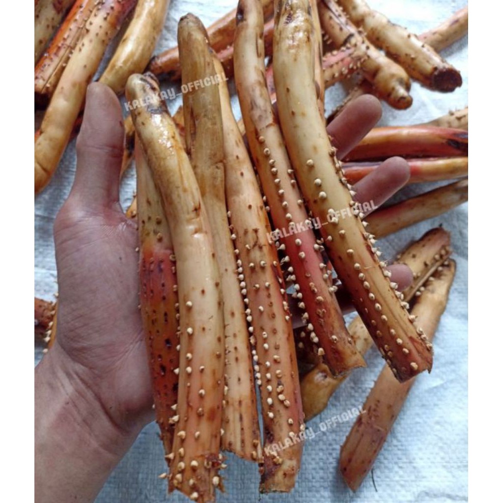 

Akar Pinang muda/akar jambe masih fresh Segar 1kg siap kirim secepatnya selamat berbelanja di toko kami HERBAL COD .. .. .. ..