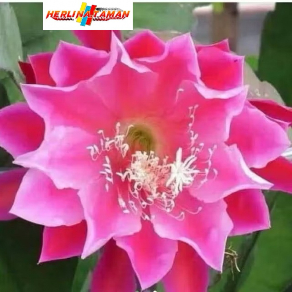 Tanaman hias Wijaya Kusuma bunga pink besar / Wijaya Kusuma bunga