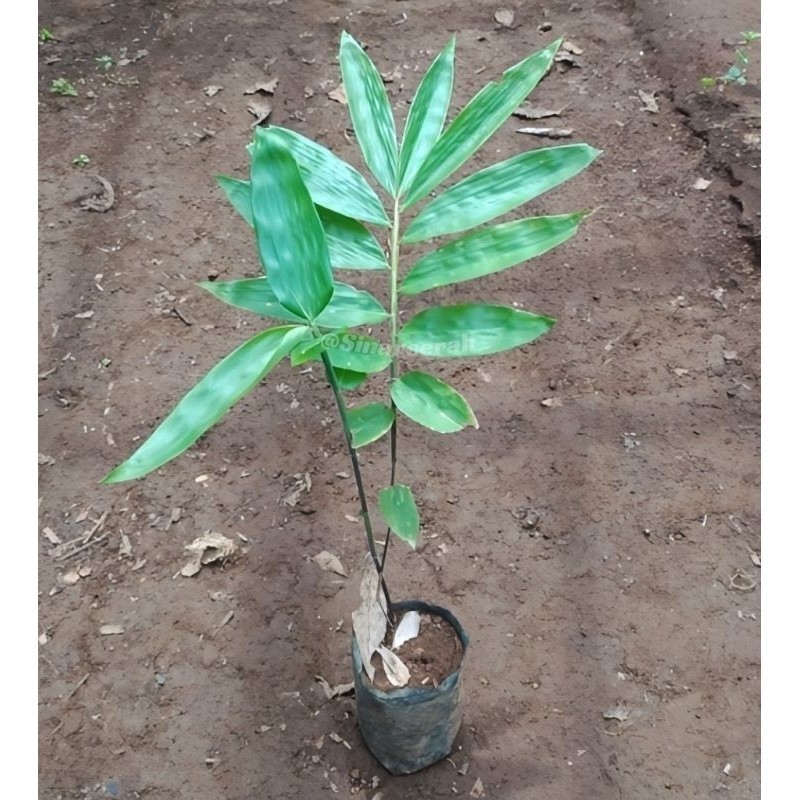 Bibit Tanaman Bambu Petung/Bibit Pohon Bambu Petung