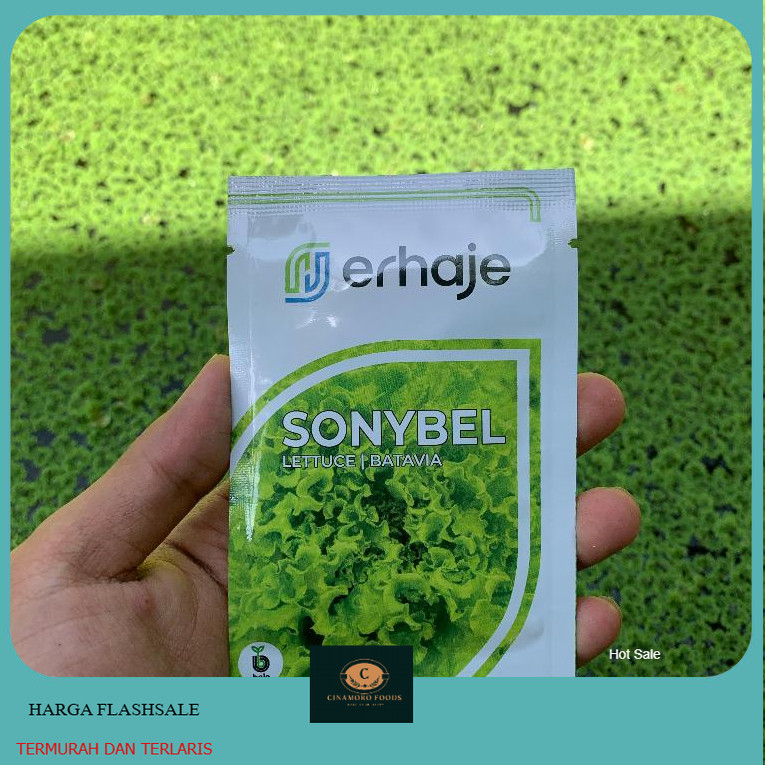 Benih selada batavia Sonybel bejo seed