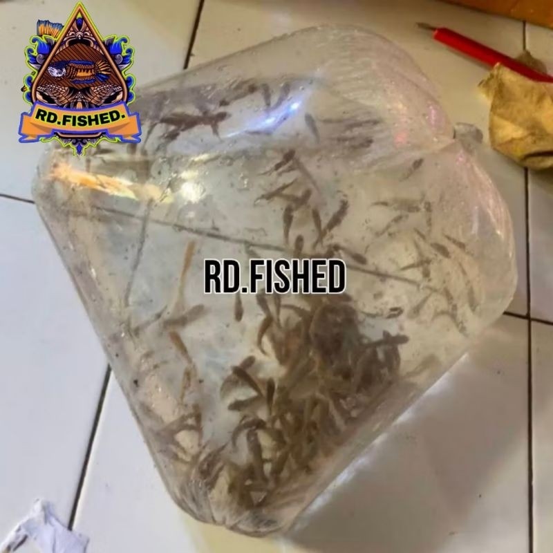 Hobi Channa auranti paket hemat Kualitas grade A++