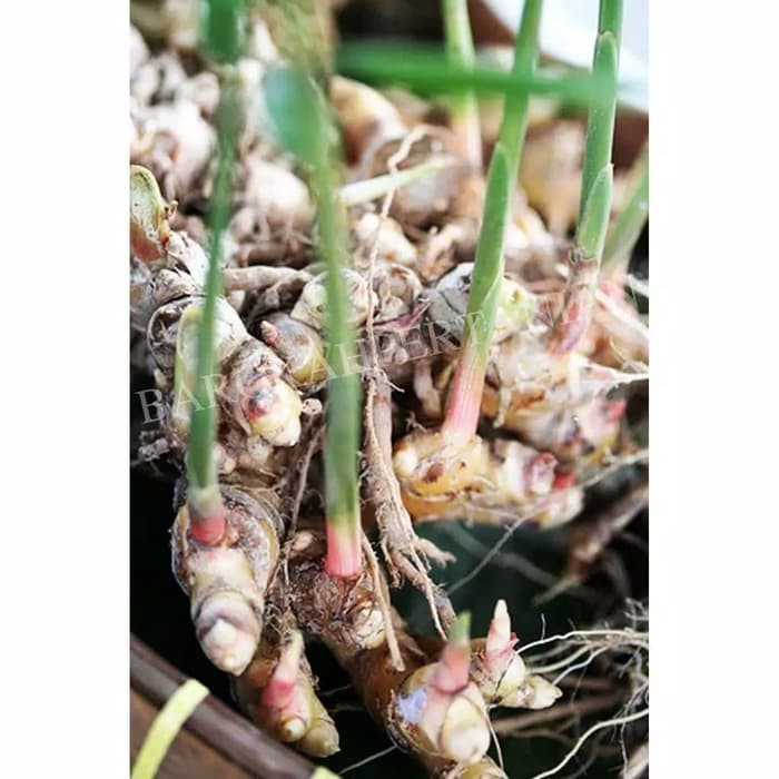 LAPAKTANI lempuyang segar 1 kg umbi segar lempuyang