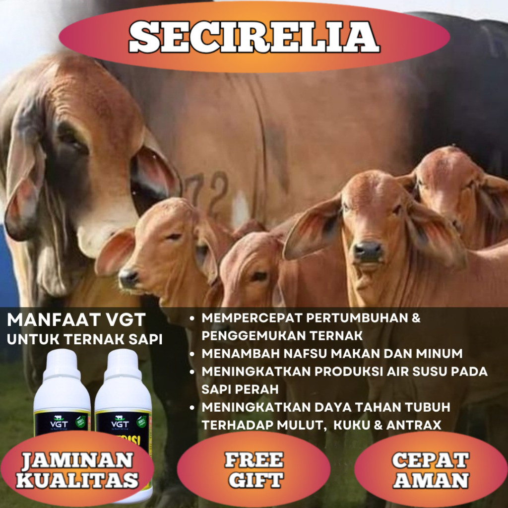 VGT NUTRISI PENGGEMUK HEWAN TERNAK PENGGEMUK SAPI