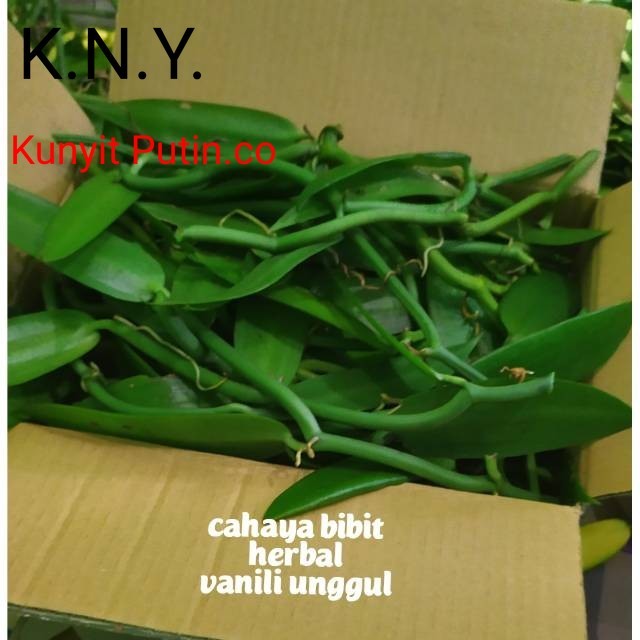 Readyy Bibit vanili 3 ruas 30cm cutting vanilla panili panila paneli vania 1 2 siap tanam