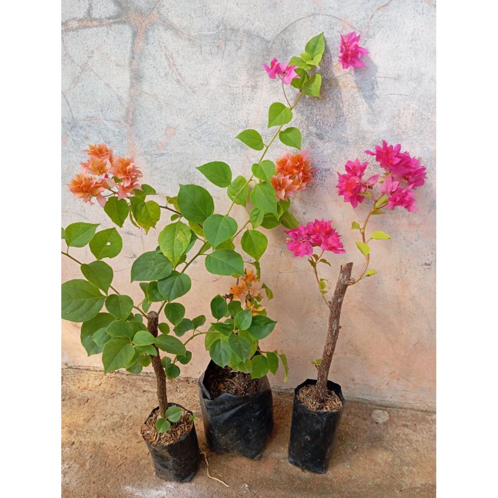 Bougenville Ori Hawai/Aussy Series (Packing Kardus)