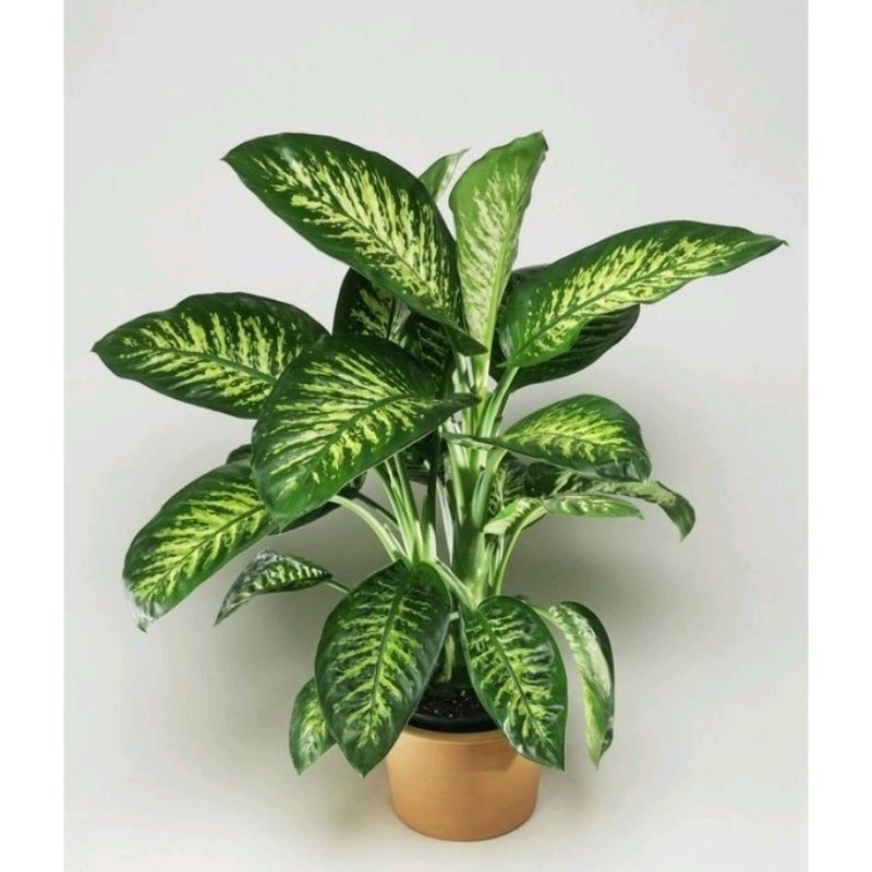 ( GRATIS ONGKIR ) difenbacia zebra daun rimbun