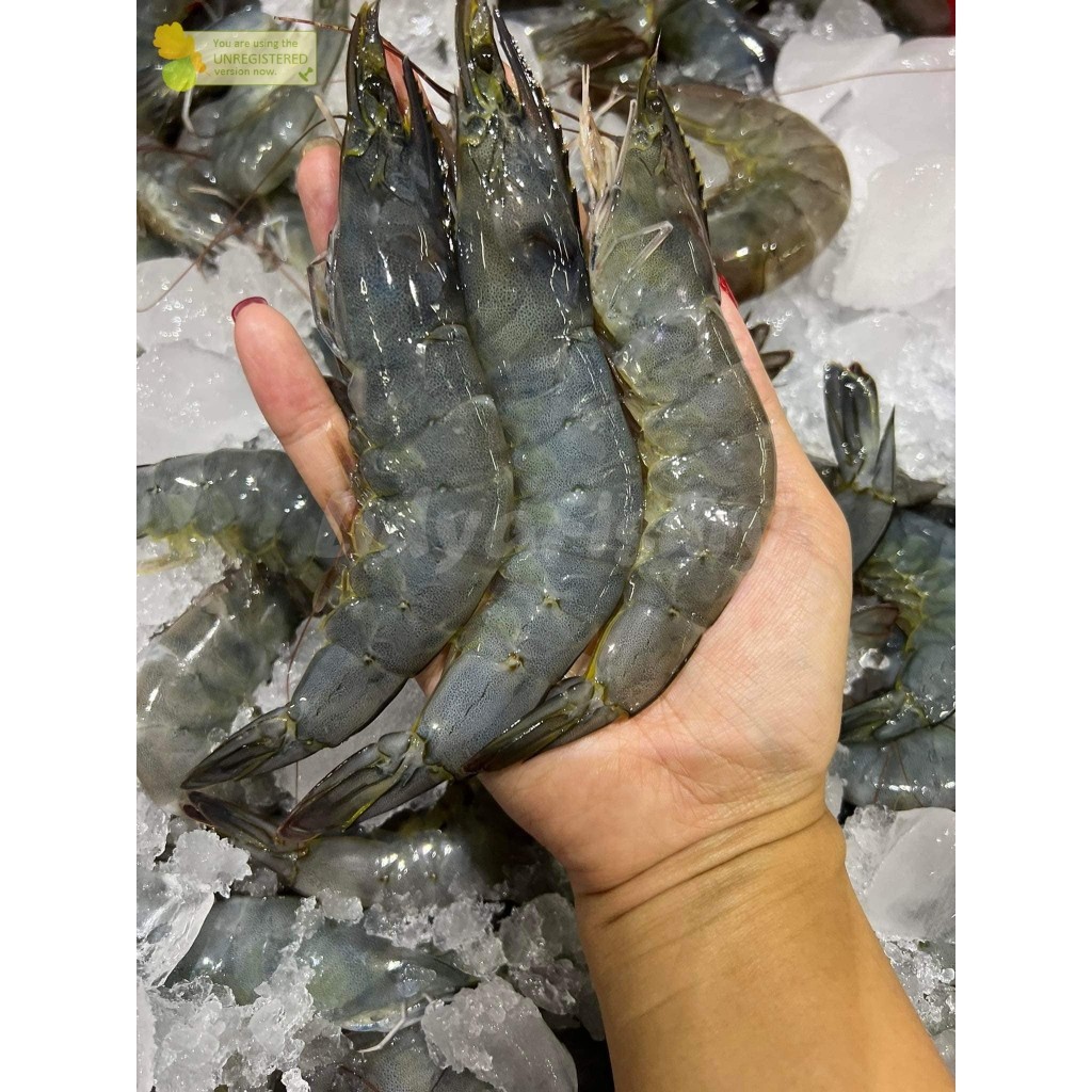 Udang 1Kg Udang Segar Udang Basah Segar Udang Fresh Udang Vaname 1Kg Udang Vaname Segar Seafood Udan