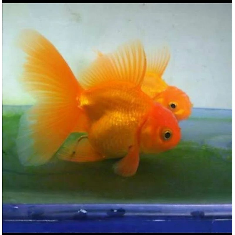 MAS KOKI ORANDA