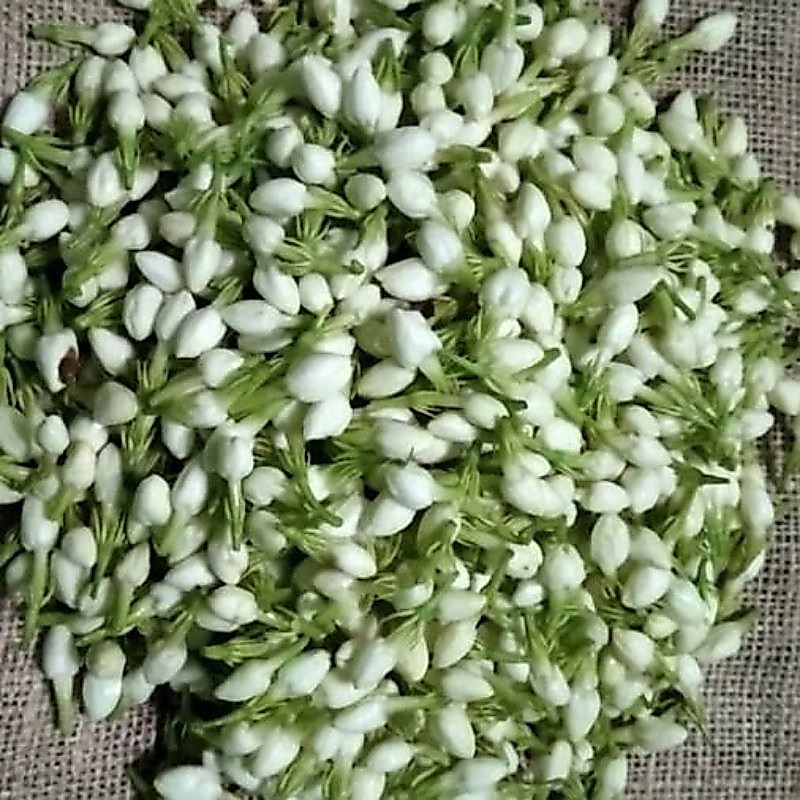 Kuncup bunga melati segar,melati segar 50gram