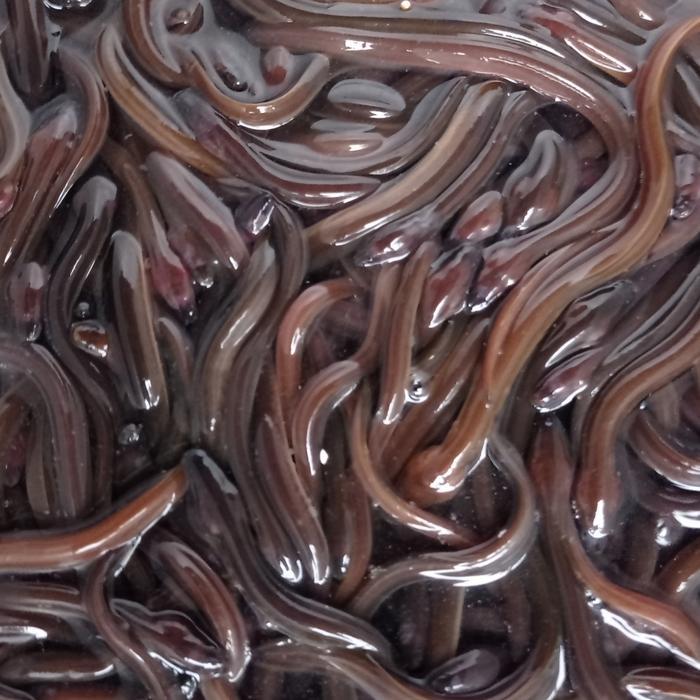 Ready Ikan Sidat Hidup  Berkualitas, Jual Eceran Per Ekor
