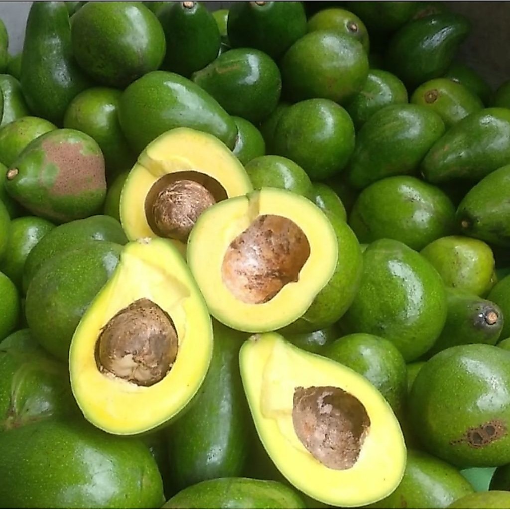 alpukat mentega Garut 1kg isi 4-5buah