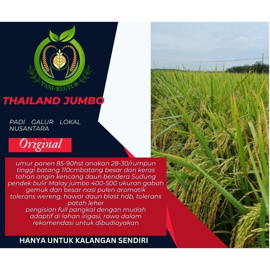 BENIH PADI UNGGUL THAILAND JUMBO 5KG