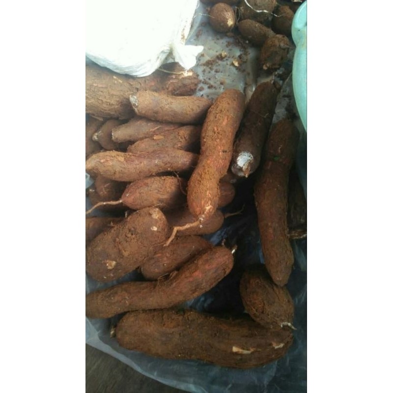 

jual 1kg singkong merah organik F. S