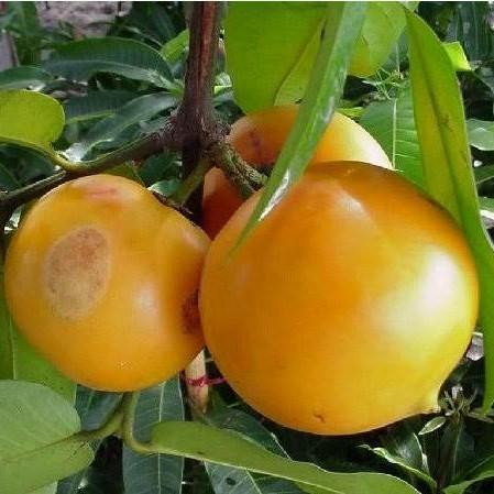 

Buah Mundu Langka - Buah Apel Jawa