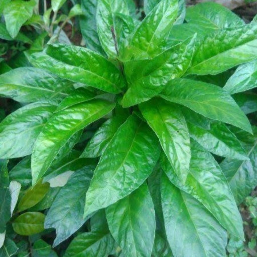 

Daun Rendeu Lalapan Segar Per 1Kg