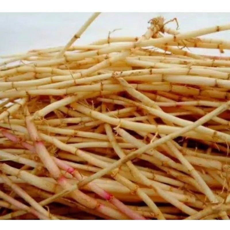 

Akar Alang Alang akar ilalang segar 350 gram