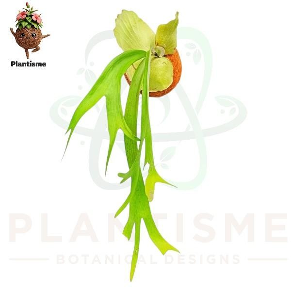 Kokedama – Tanduk Rusa Platycerium Bifurcatum Tanaman Hias Gantung Penghias Dinding