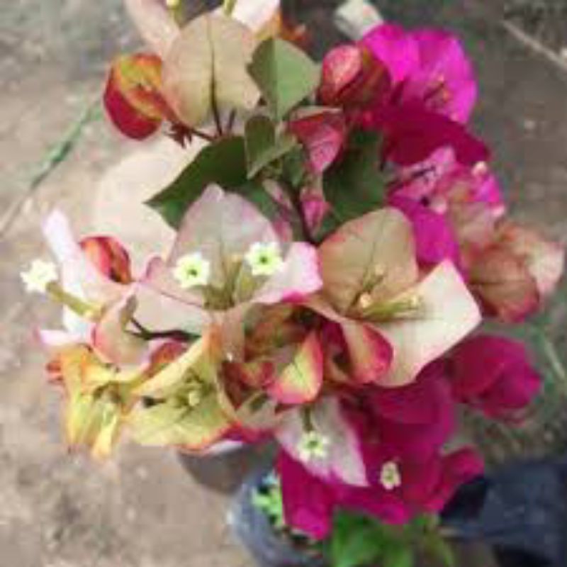 (PROMO) Bougenville citra India