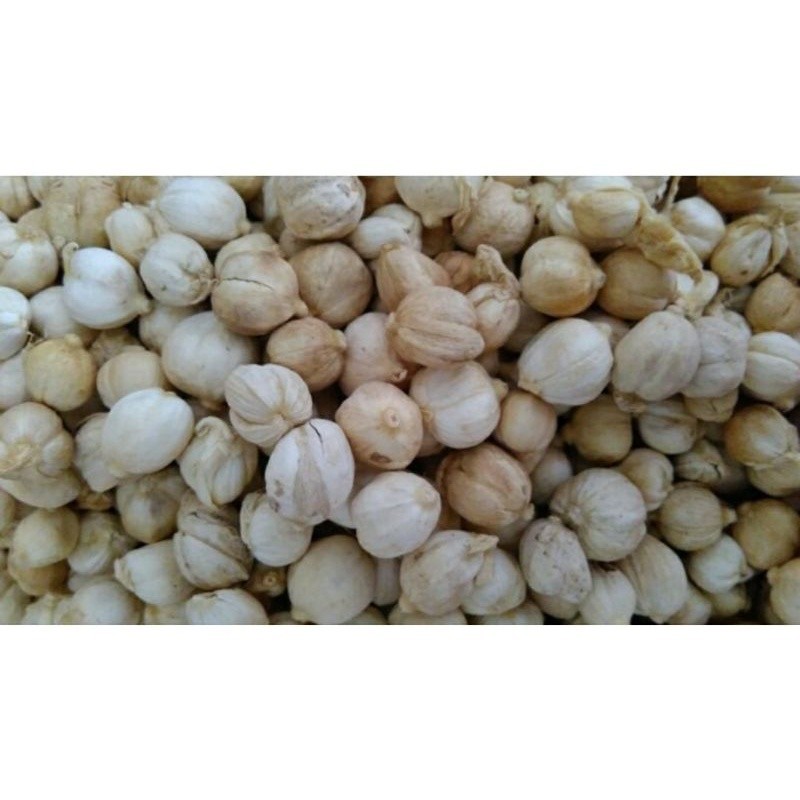 

Kapolaga Kapulaga Putih 25-100 Gram Rempah Herbal