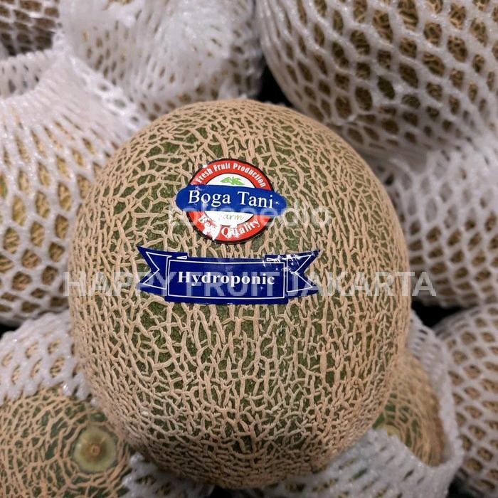 

melon Cantalop Hydroponic orange manis lembut melon bogatani / pics