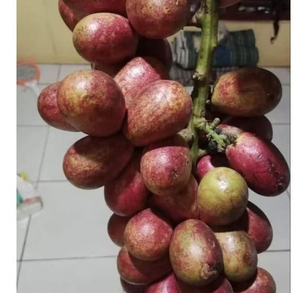 

buah matoa asli pati tiga rasa fresh order baru petik 500 gram