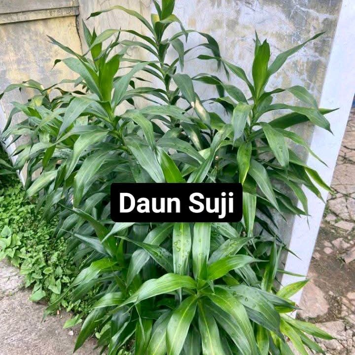 

Daun Suji Segar 1 Ikat - Untuk Pewarna Makanan alami Hijau Bahan Baking