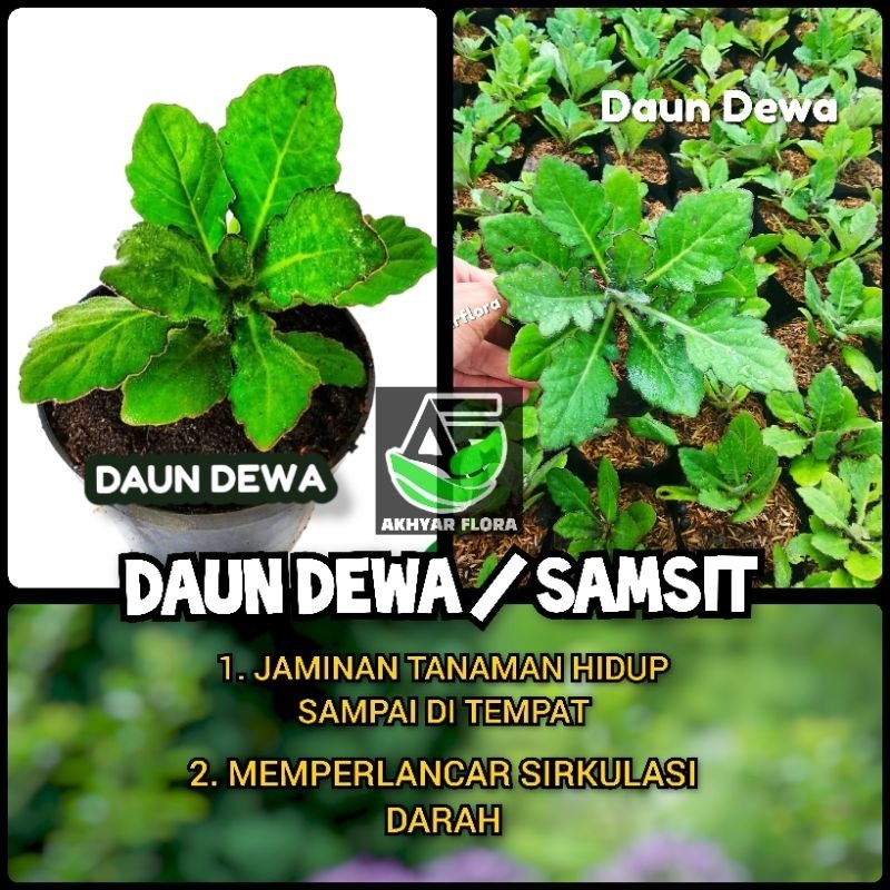 Tanaman Herbal Daun Dewa Bibit Dewa Umbi Dewa Pohon Dewa