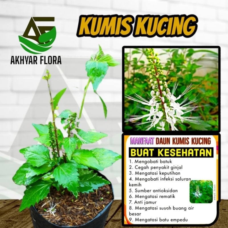 Tanaman Herbal Kumis Kucing Daun Kumis Kucing Tanaman Kumis Kucing