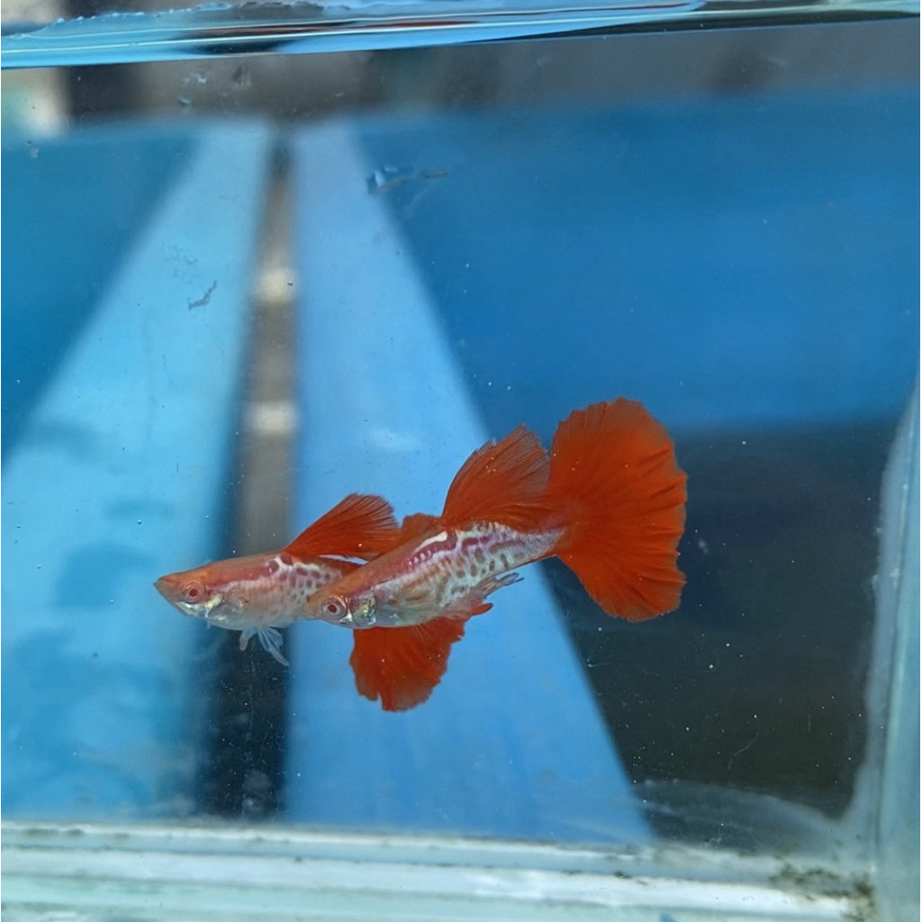 ALBINO SNAKE SKIN RED TAIL HIASAN AQUARIUM