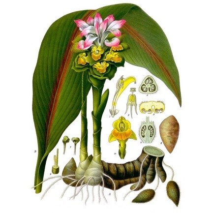 Tanaman Temu Putih Curcuma Zedoaria