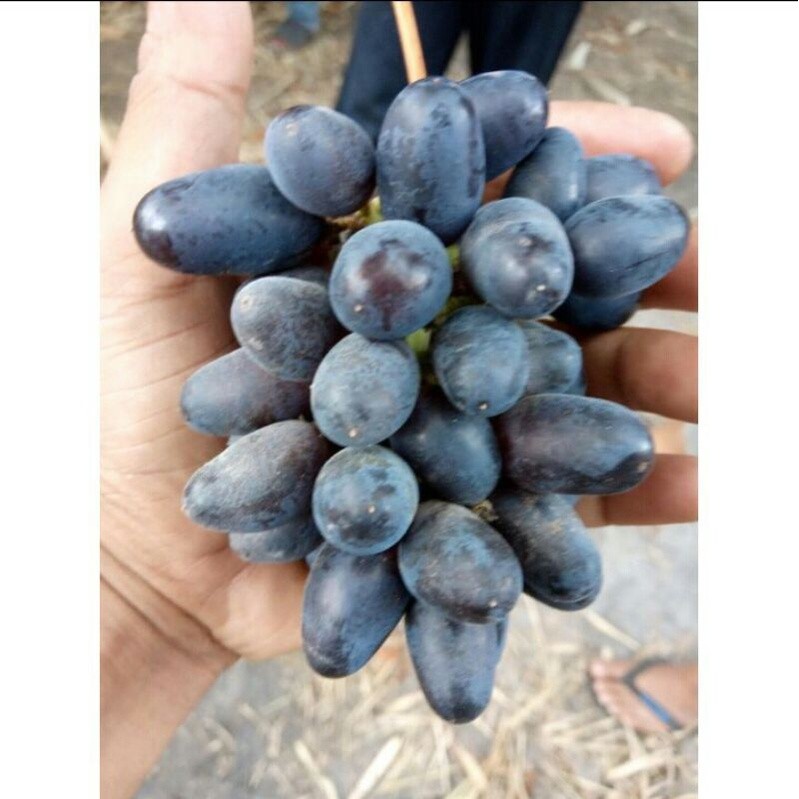 BIBIT ANGGUR IMPORT AKADEMIK