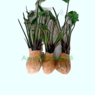 Tanaman bibit pakis sayur benih bibit pakis sayur pakis paku sayur