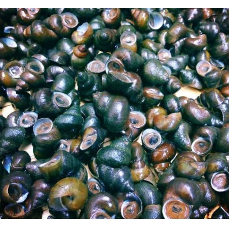 Tutut Sawah / Keong Sawah / Ciput Sawah