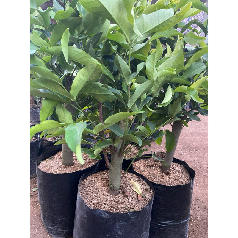 (CANGKOKAN ) Jambu Air Batang Jumbo LIVE