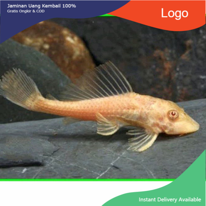 IKAN HIAS AQUARIUM HIASAN SAPU SAPU COKLAT ALBINO PEMBERSIH KACA AQUARIUM AQUASCAPE KOLAM
