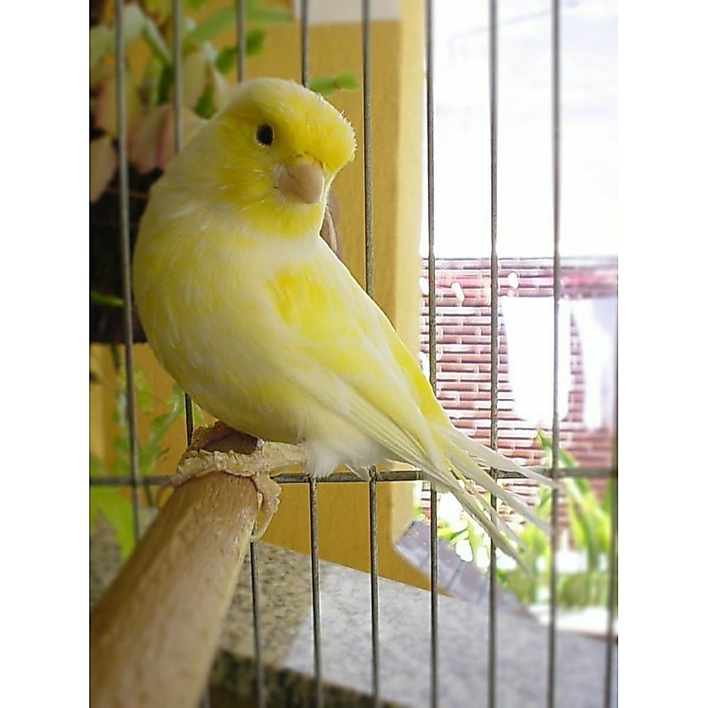 kenari betina siapan(loper)