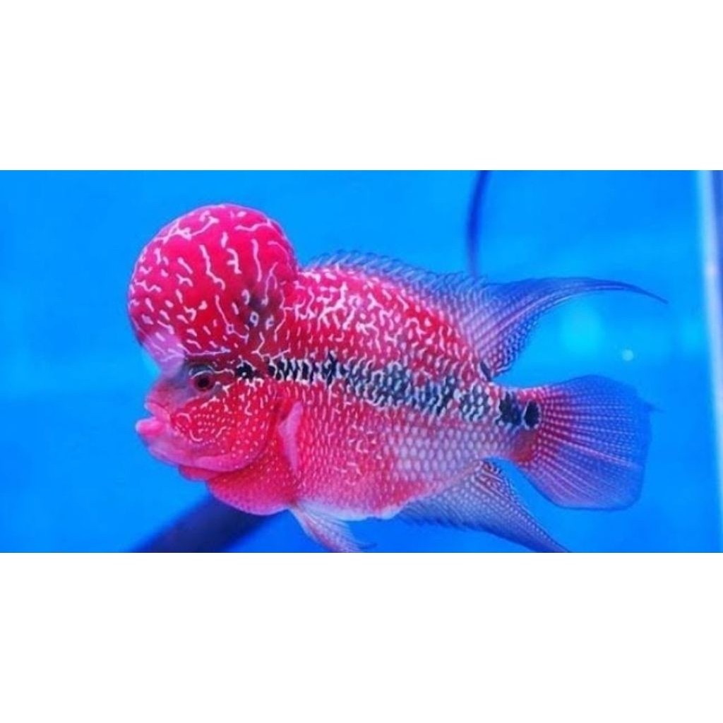 BURAYAK LOUHAN KAMFA REDKING 3-5 CM BERKUALITAS