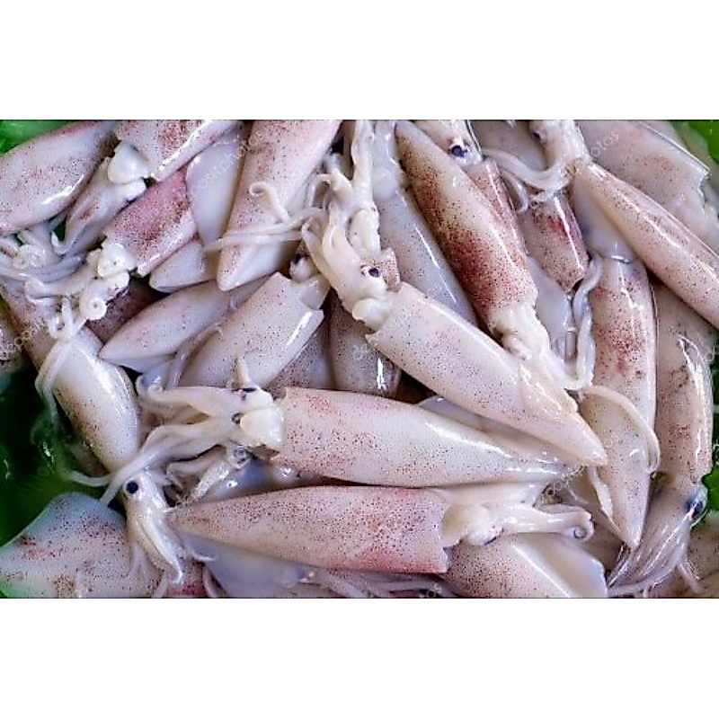 cumi sotong fresh segar
