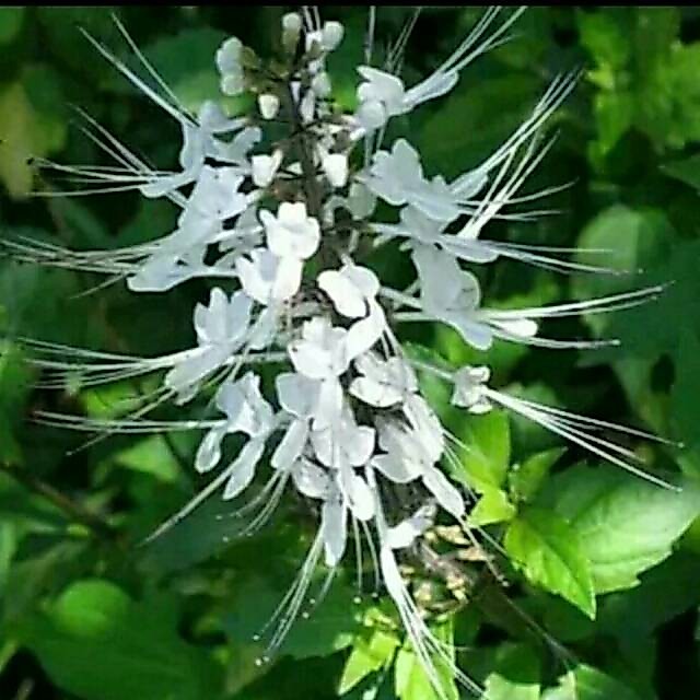 Tanaman Kumis Kucing | Tanaman Kumis Kucing Hidup | Tanaman Kumis Kucing Herbal