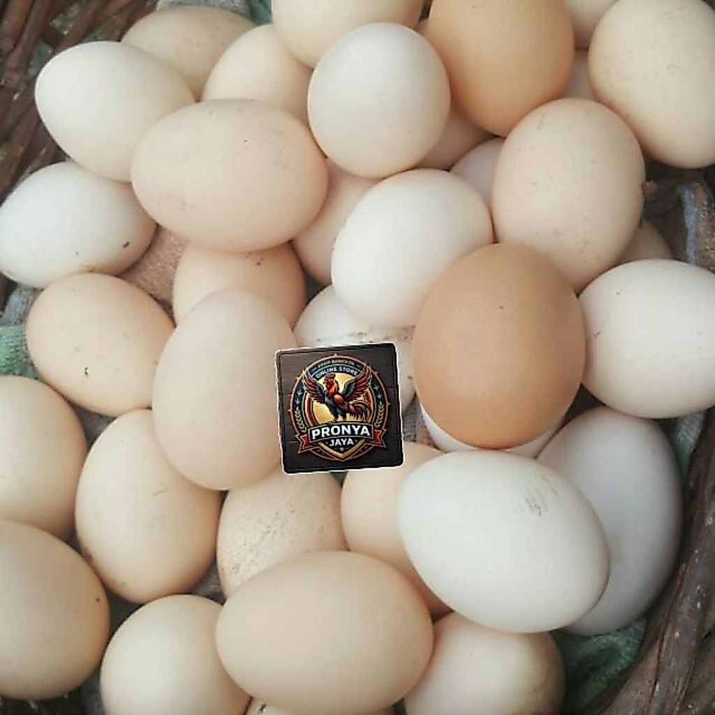 telur ayam aseel Parrot putih petarung untuk hiasan kandang untuk di tetaskan pronya-jaya