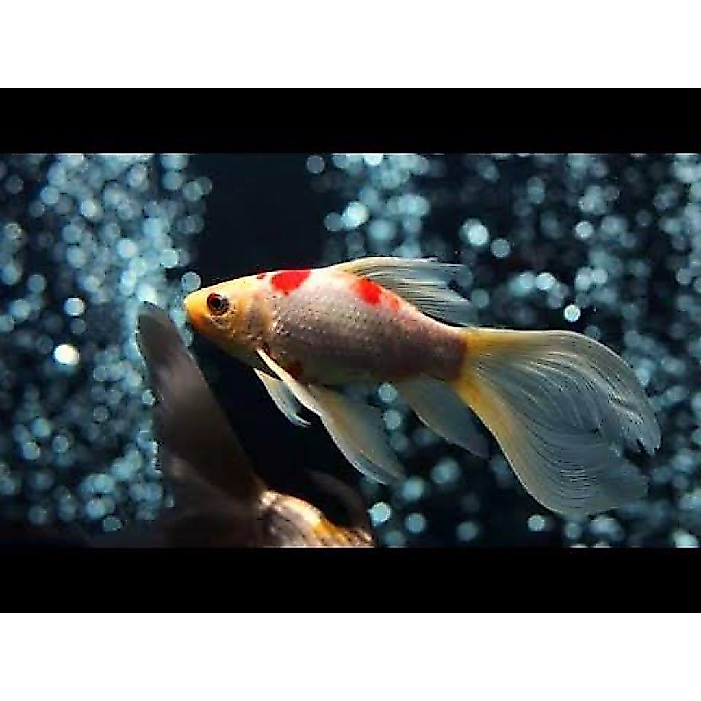 ikan hias komet slayer