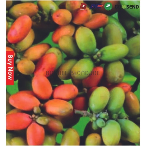 

MLINJO PACK / MLINDJO / MELINJO / FRESH VEGETABLES / VEGETABLE / SAYUR SAYURAN SEGAR BAKOELBLONDJOE