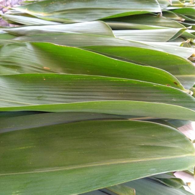 

BUNGKUS BAKCANG | DAUN BAMBU MUDA SEGAR