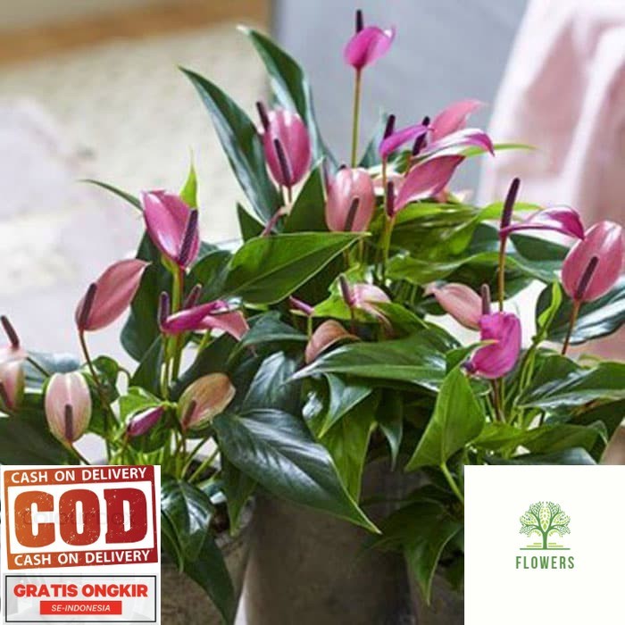 Tanaman hias Anthurium ungu mini / anthurium mickey mouse purple