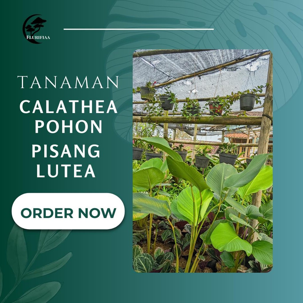 Tanaman Calathea pohon pisang lutea - Tanaman Calathea Pohon Pisang Lutea – Hias Tropis Elegan